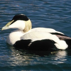 EIDER.. male  breeding plumage    FARNES.JPG
