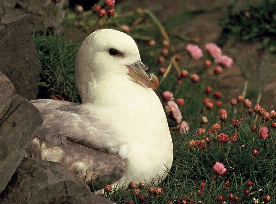 FULMAR.   SHETLANDS.JPG