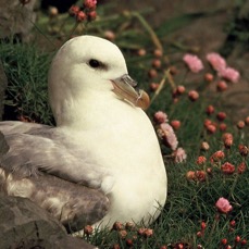 FULMAR.   SHETLANDS.JPG