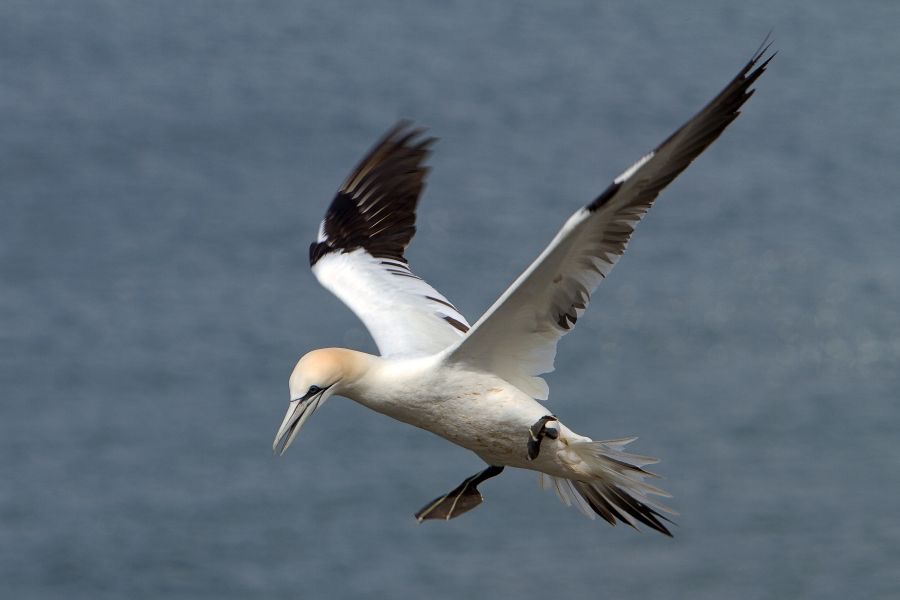 GANNET  BEMPTON.. YORKSHIRE.JPG
