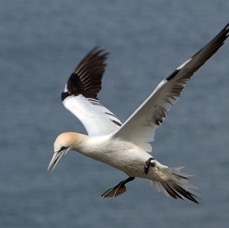 GANNET  BEMPTON.. YORKSHIRE.JPG