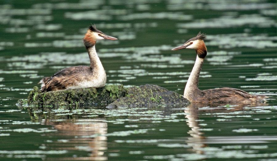 GREBES  GREAT CRESTED    CLUMBER PARK NOTTS.JPG