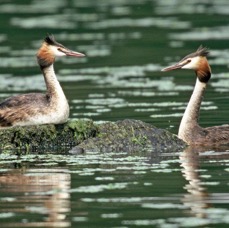 GREBES  GREAT CRESTED    CLUMBER PARK NOTTS.JPG
