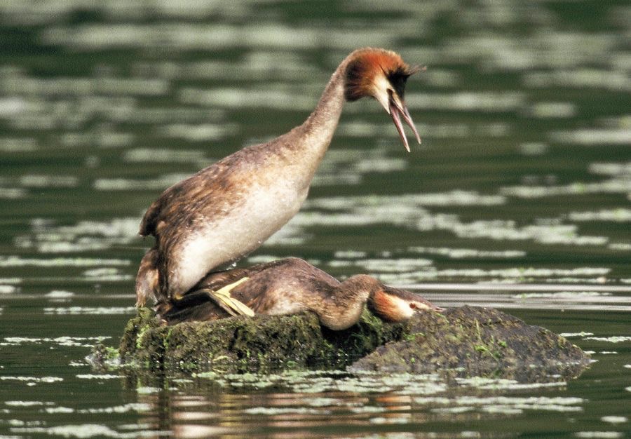 GREBES.    GREAT CRESTED mating  CLUMBER PARK NOTTS.jpg