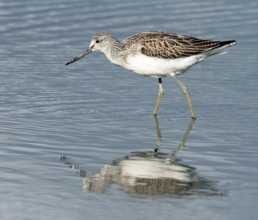 GREENSHANK  BROWNSEA...JPG