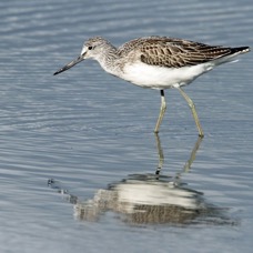 GREENSHANK  BROWNSEA...JPG