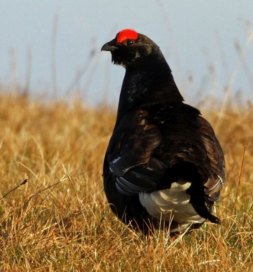 GROUSE.       BLACK                CO. DURHAM.jpg