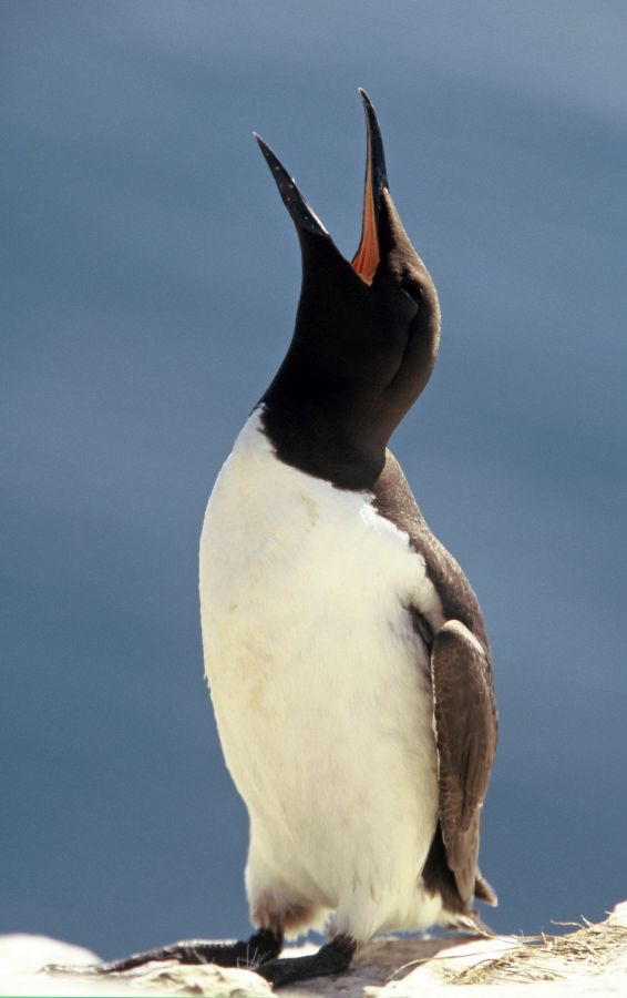 GUILLEMOT  .calling.   FARNES..JPG