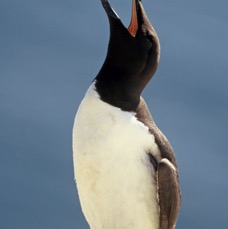GUILLEMOT  .calling.   FARNES..JPG