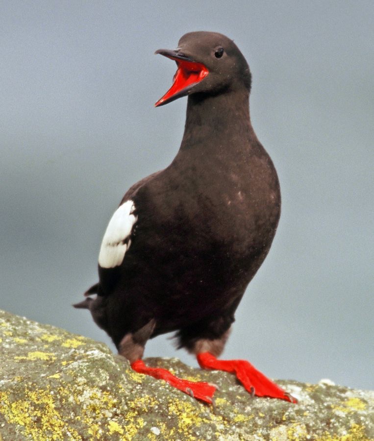 GUILLEMOT  BLACK   SHETLANDS.JPG