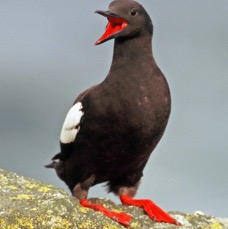 GUILLEMOT  BLACK   SHETLANDS.JPG