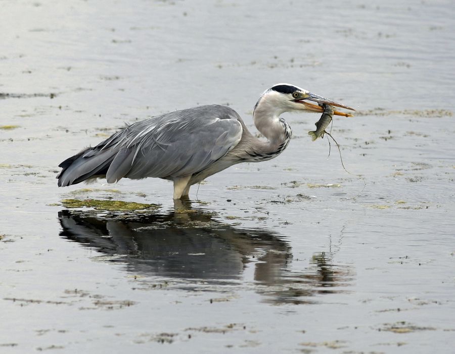 HERON    GREY fishing   BROWNSEA.JPG