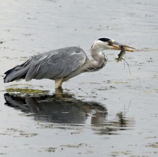 HERON    GREY fishing   BROWNSEA.JPG