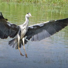 HERON   GREY.  landing     YORKSHIRE.JPG