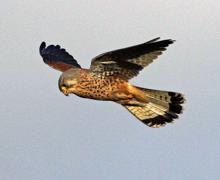 KESTREL  male   YORKSHIRE.JPG