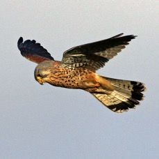 KESTREL  male   YORKSHIRE.JPG