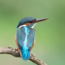 KINGFISHER..  female  resting  YORKSHIRE.jpg