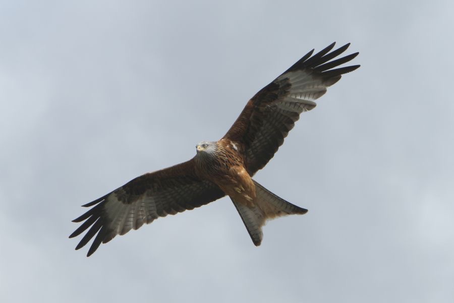 KITE    RED        YORKSHIRE.JPG