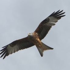KITE    RED        YORKSHIRE.JPG