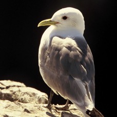 KITTIWAKE..  FARNES..jpg