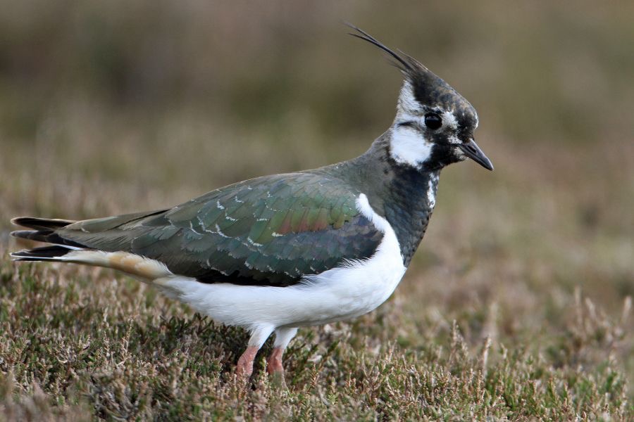 LAPWING   BRANSDALE.JPG