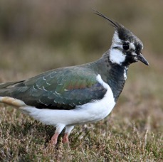 LAPWING   BRANSDALE.JPG