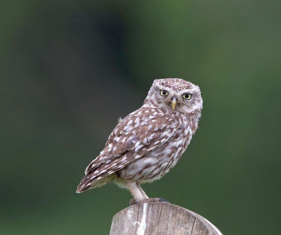 OWL  LITTLE  YORKSHIRE.jpg