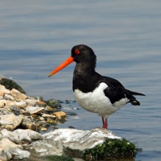 OYSTER CATCHER  BROWNSEA.JPG