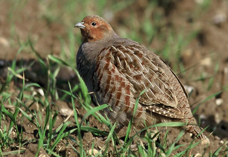 PARTRIDGE    GREY male   YORKSHIRE.JPG