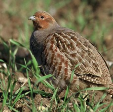 PARTRIDGE    GREY male   YORKSHIRE.JPG