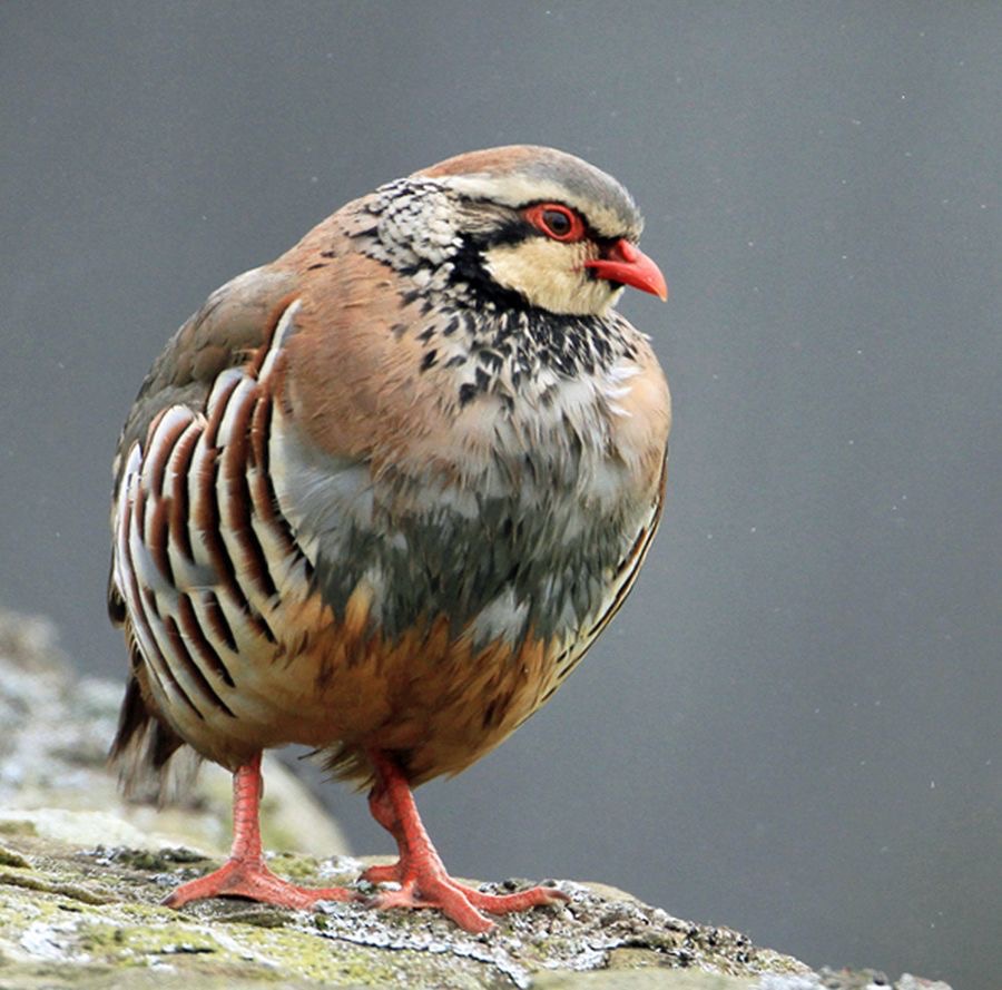 PARTRIDGE   RED-LEGGED   BRANSDALE..jpg