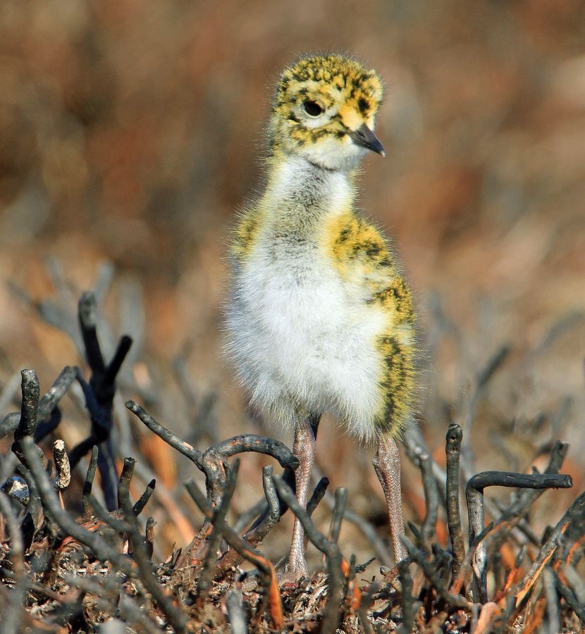 PLOVER   GOLDEN   chick  in burnt Heather  SWALEDALE.JPG