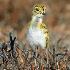 PLOVER   GOLDEN   chick  in burnt Heather  SWALEDALE.JPG