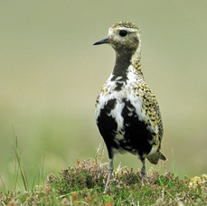 PLOVER .   GOLDEN SWALEDALE.jpg