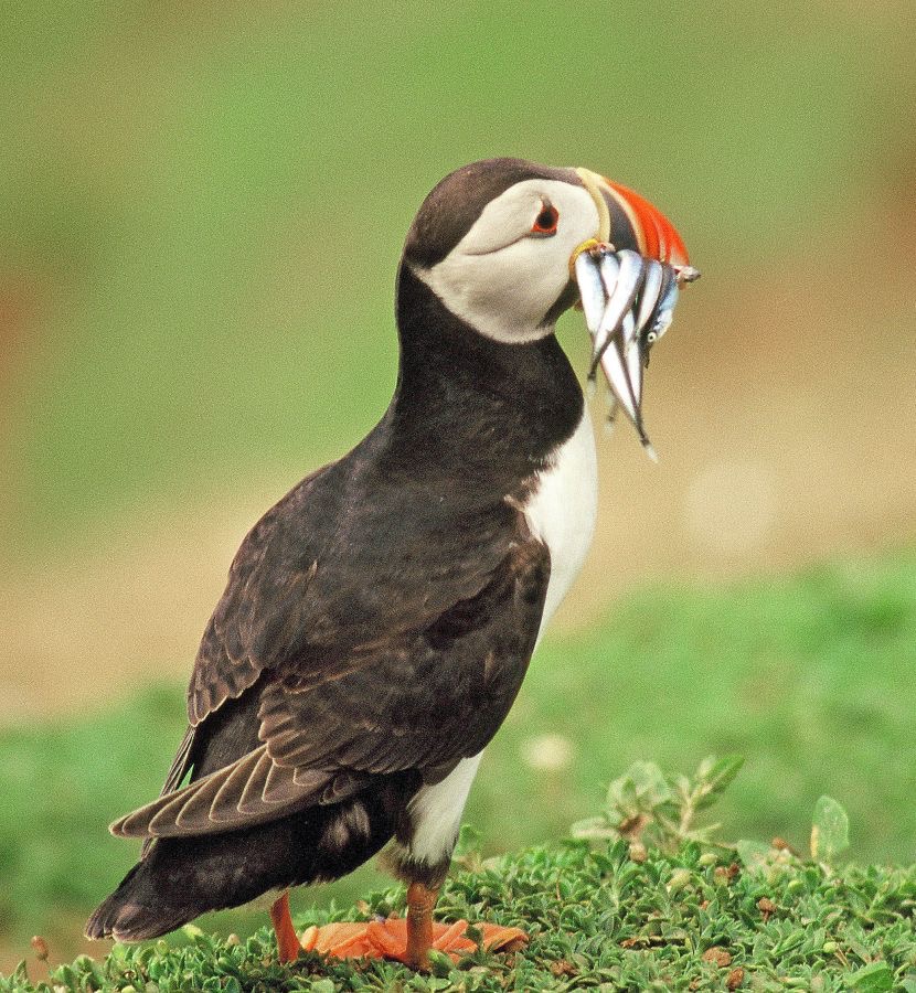 PUFFIN  with Sandeels.  SHETLANDS.JPG