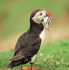 PUFFIN  with Sandeels.  SHETLANDS.JPG