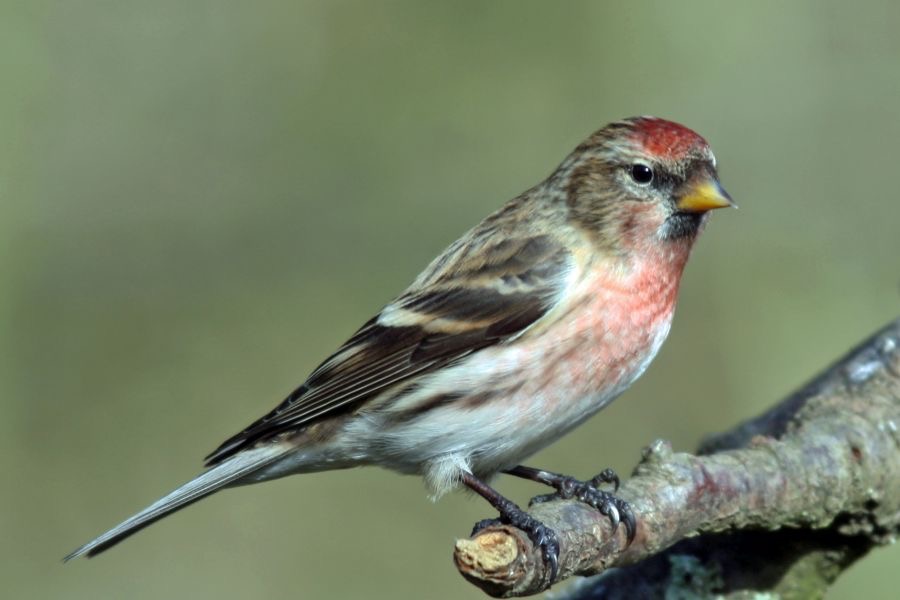 REDPOLL male  BLASHFORD.JPG