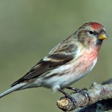 REDPOLL male  BLASHFORD.JPG