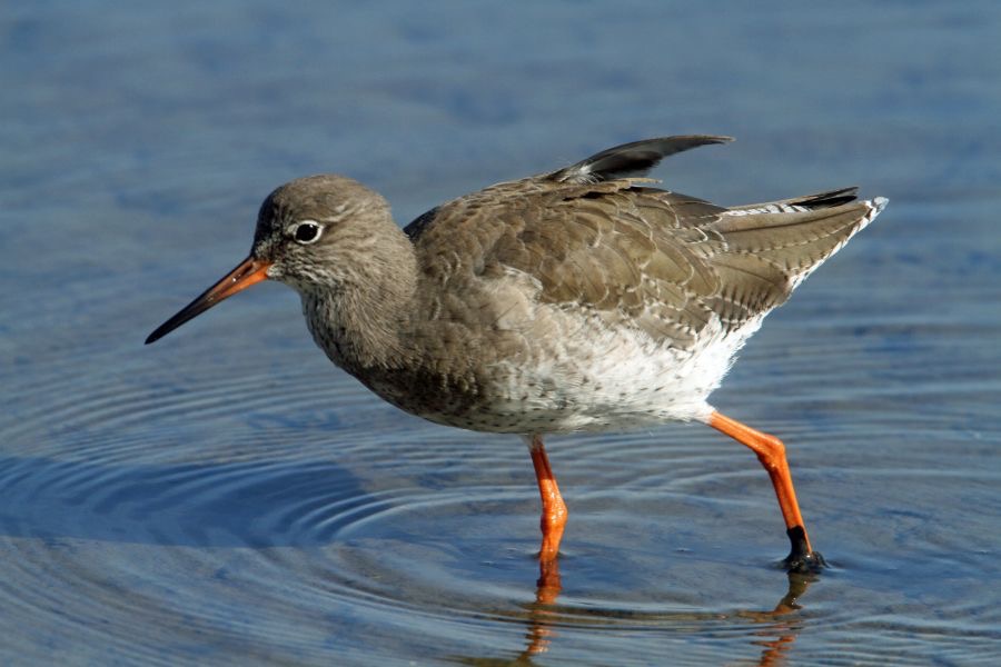 REDSHANK  COMMON BROWNSEA.JPG
