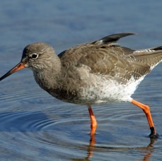 REDSHANK  COMMON BROWNSEA.JPG