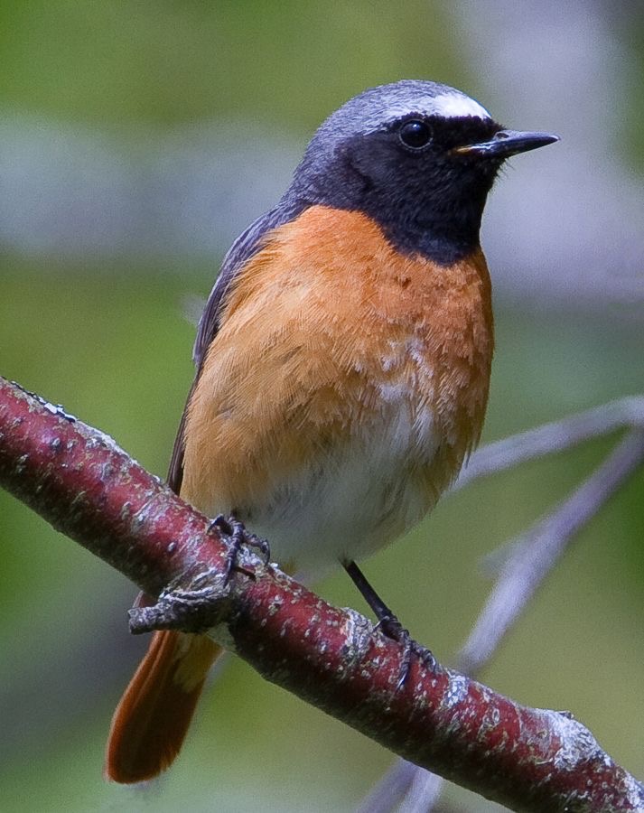 REDSTART SCOTLAND.JPG