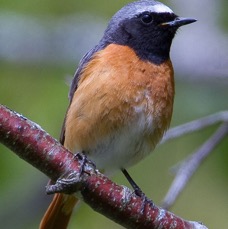 REDSTART SCOTLAND.JPG