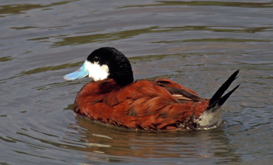 RUDDY DUCK.   male       CLUMBER PARK NOTTS.jpg