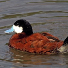 RUDDY DUCK.   male       CLUMBER PARK NOTTS.jpg
