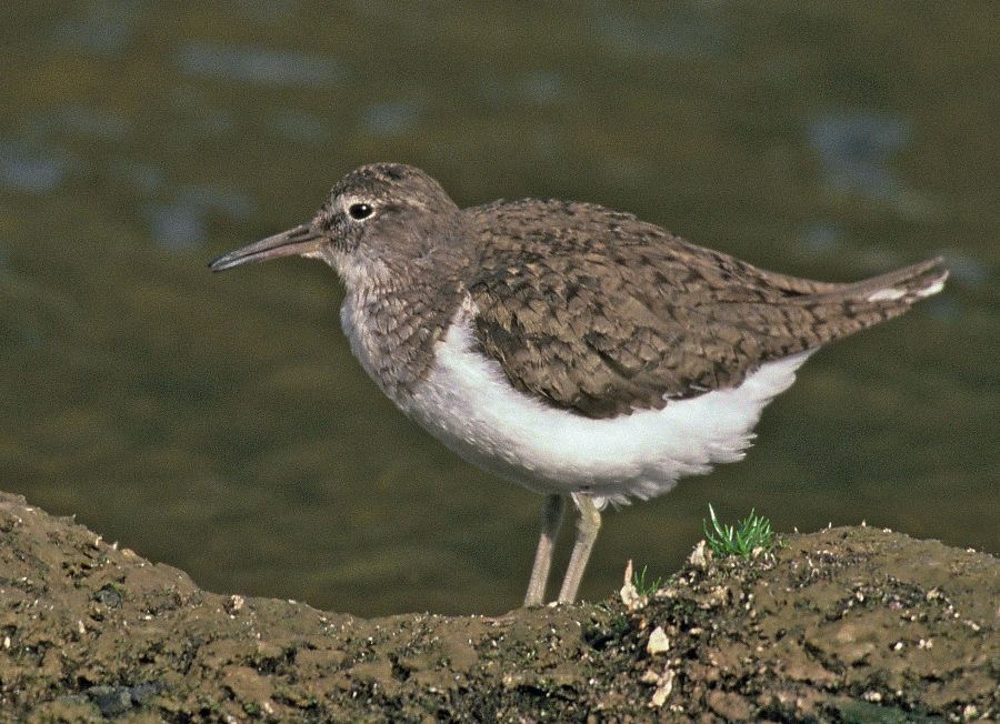 SANDPIPER.   COMMON        N-LAND ..JPG