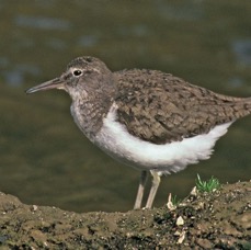 SANDPIPER.   COMMON        N-LAND ..JPG