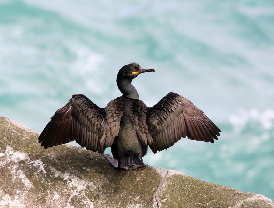 SHAG.   GREEN.   drying wings  SHETLANDS.jpg