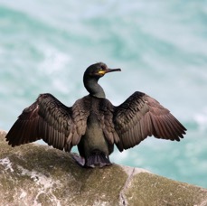 SHAG.   GREEN.   drying wings  SHETLANDS.jpg