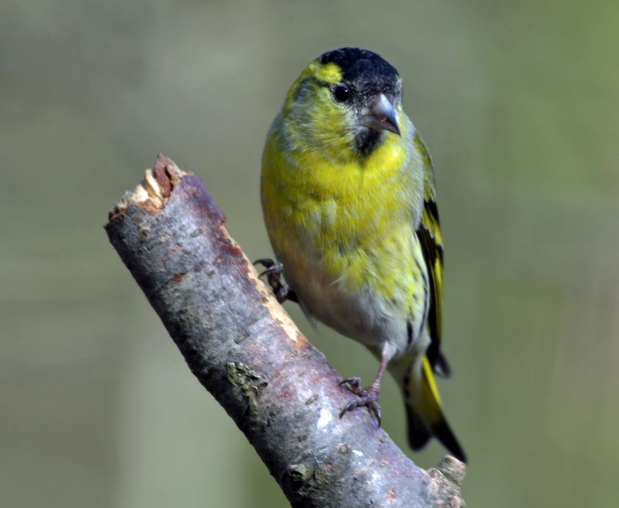 SISKIN male  BLASHFORD.JPG