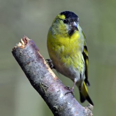 SISKIN male  BLASHFORD.JPG